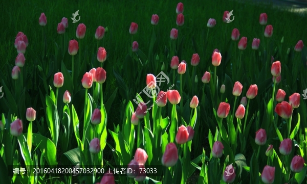 郁金香