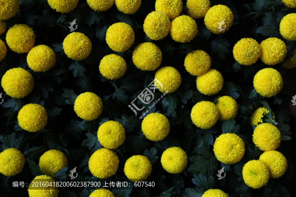 球花