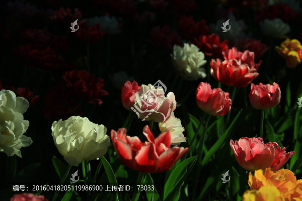 郁金香