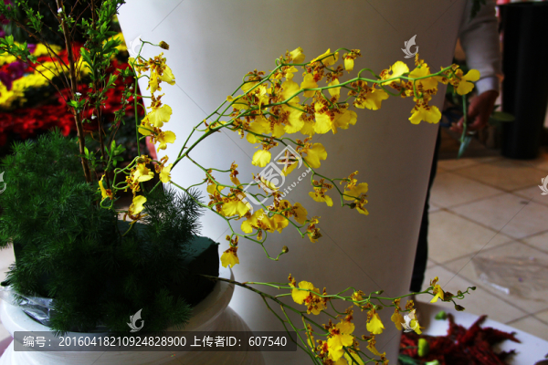 文心蘭