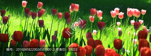 郁金香