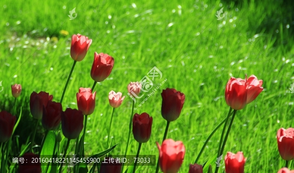 郁金香