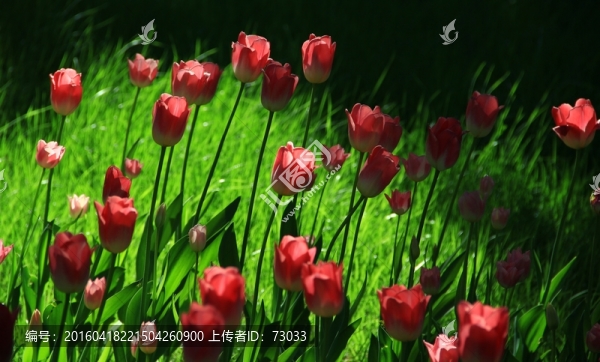 郁金香