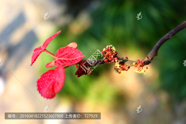 山麻桿