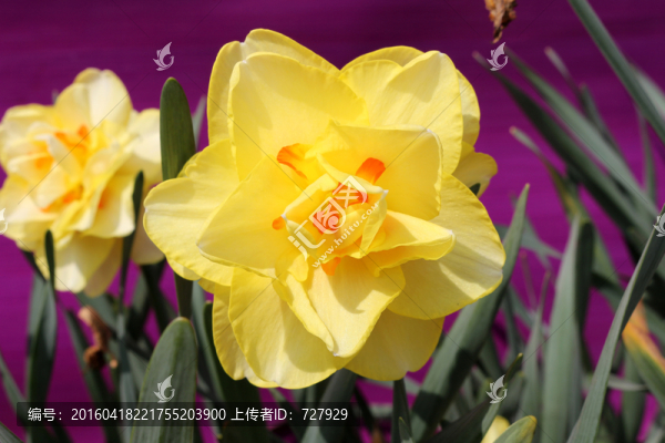 水仙花