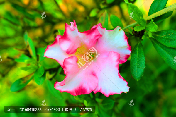 杜鵑花