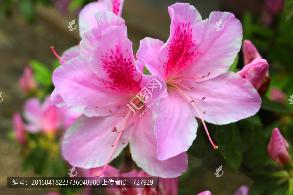 粉杜鵑花