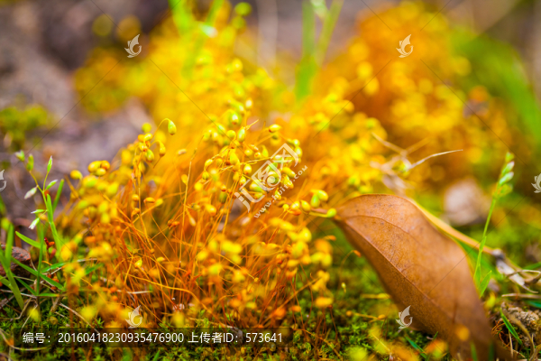 青苔特寫