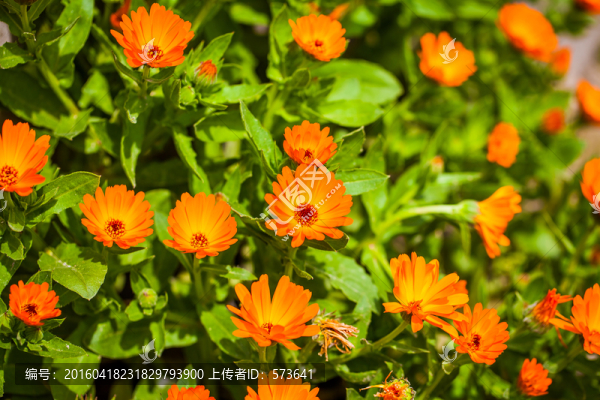 萬壽菊