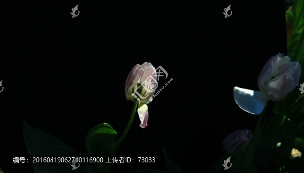 郁金香