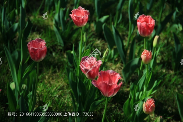 郁金香