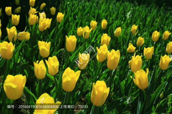 黃色郁金香