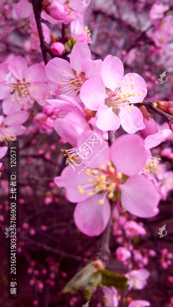 桃花