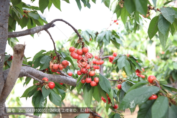 櫻桃滿枝