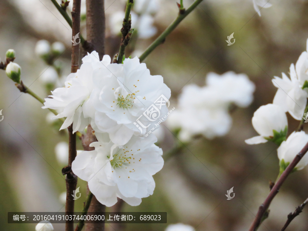鮮花