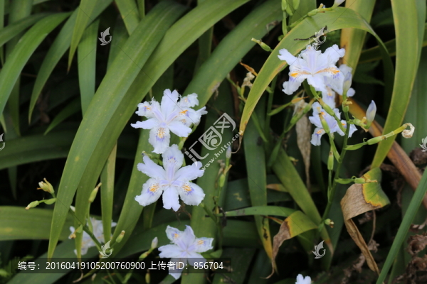 鮮花