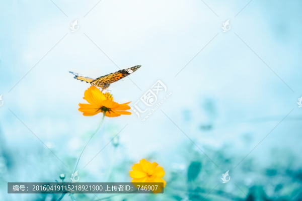 花和蝴蝶