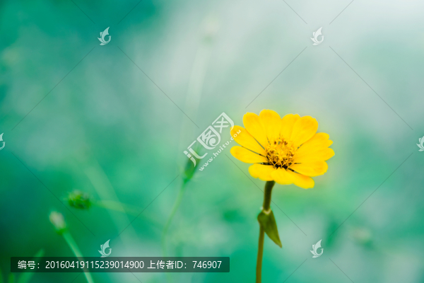 小花