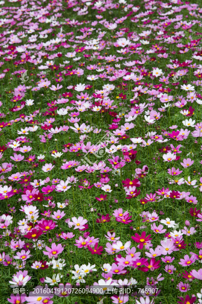 波斯菊花叢