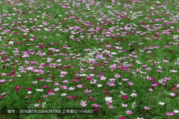 波斯菊花叢