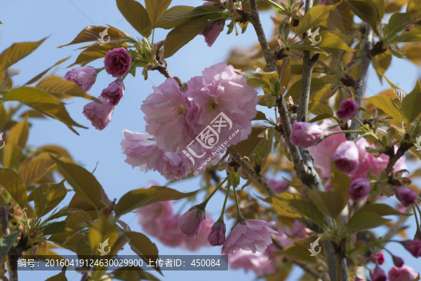 櫻花