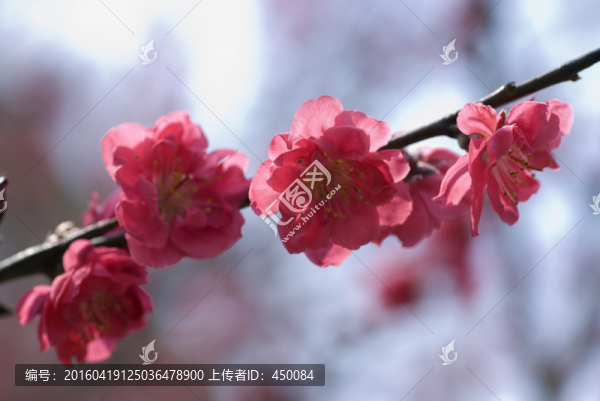 紅花