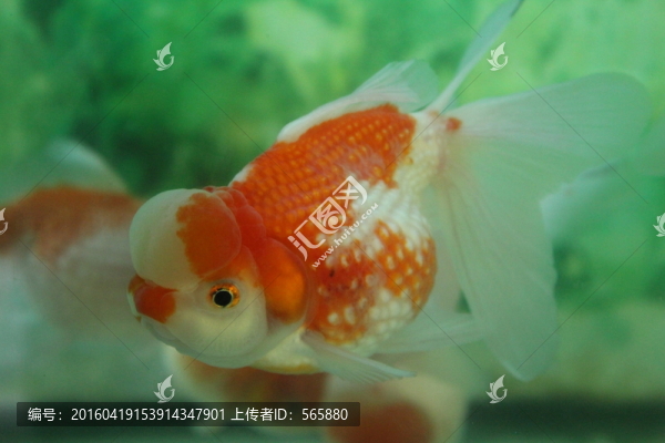 紅白皇冠珍珠,金魚