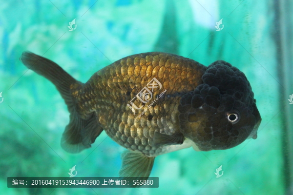 黑蘭疇,,金魚