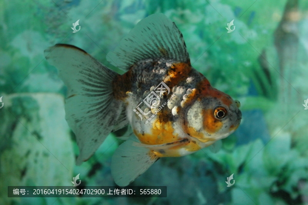 銀鱗三色琉金,金魚