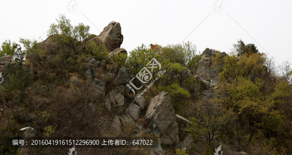 山石