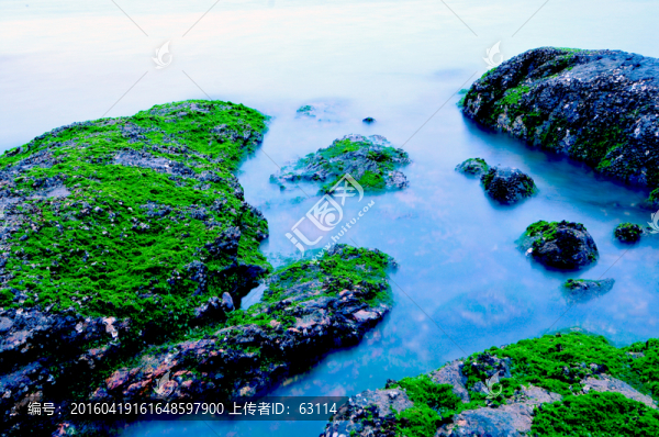 海邊礁石,綠色,綠藻