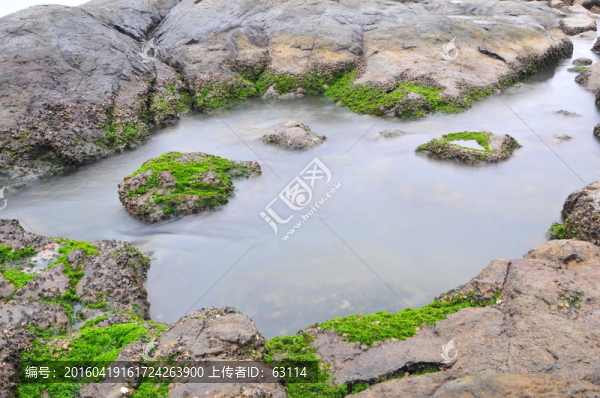 海邊礁石,綠色,綠藻