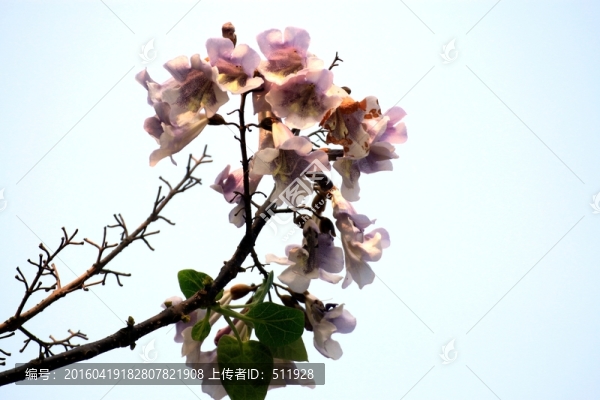 桐樹花
