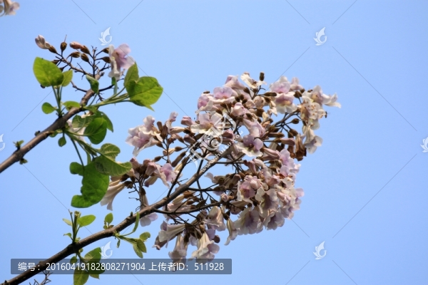 桐樹花