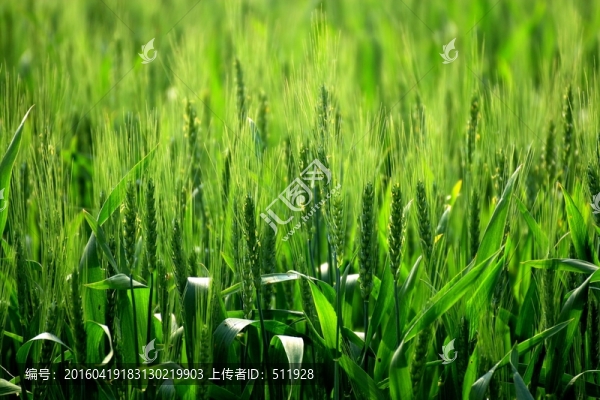 小麥