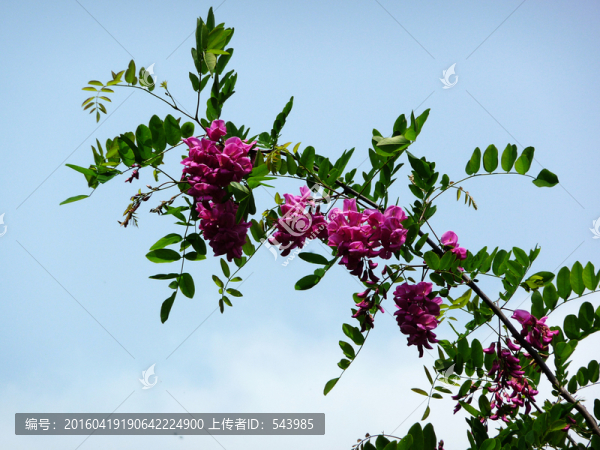 紫色槐樹花