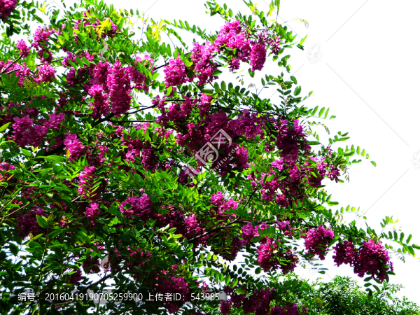 紫槐花