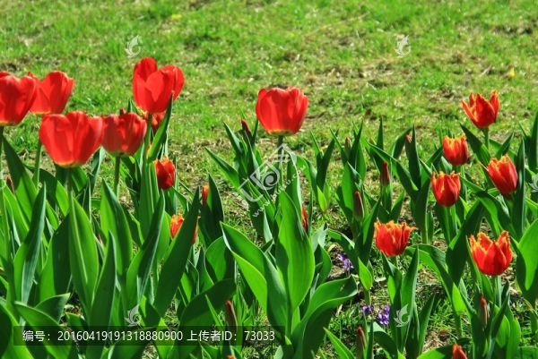 郁金香