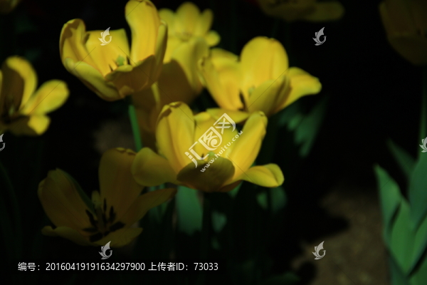 郁金香