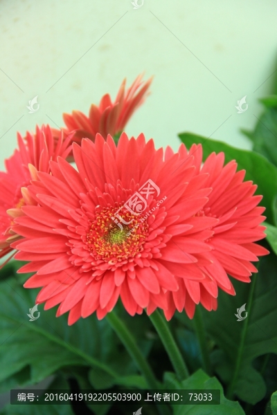 非洲菊