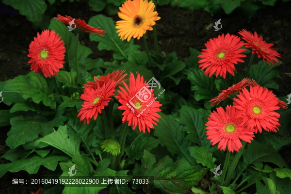 非洲菊