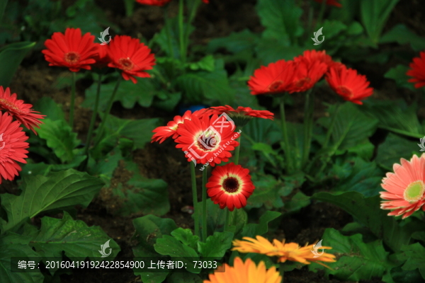 非洲菊
