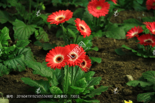 扶郎花