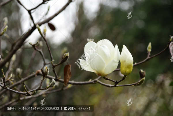 玉蘭