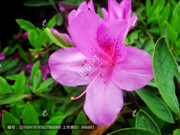 小花