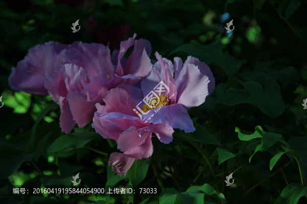 牡丹