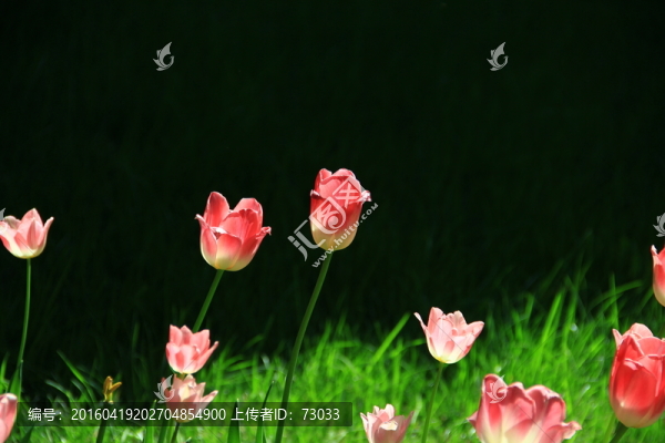 郁金香