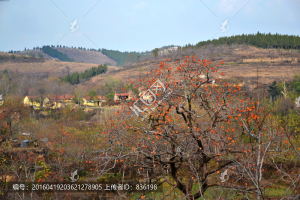 小村的柿子樹(shù)