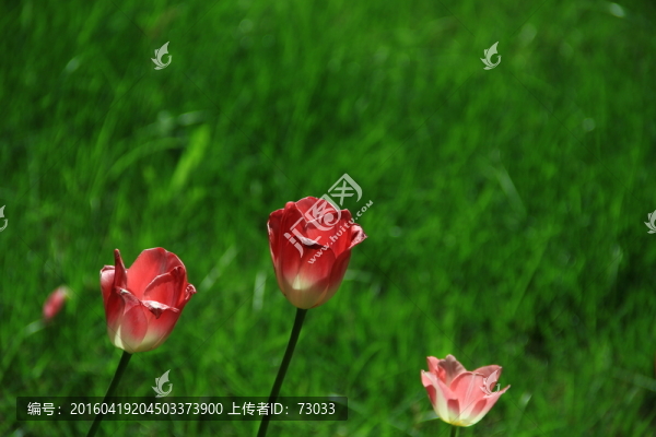 郁金香