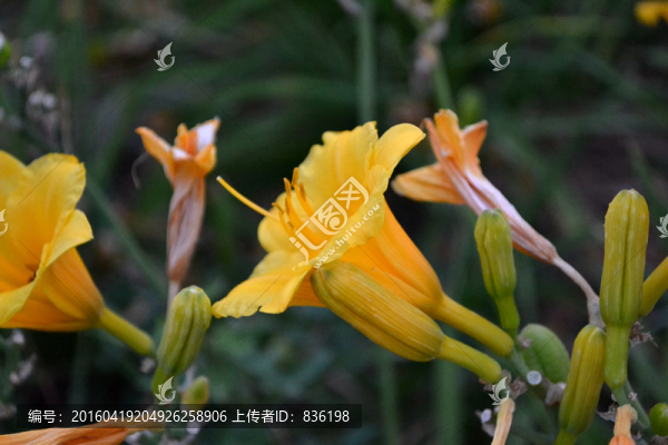 黃色的花